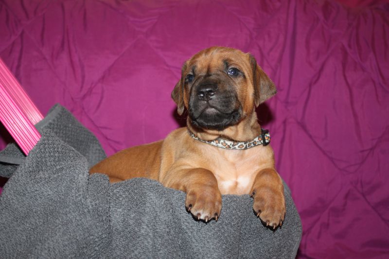 Rhodesian ridgeback puppies