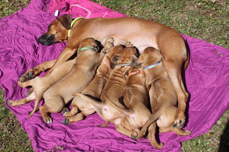 Rhodesian ridgeback puppies