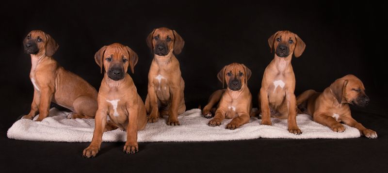 Rhodesian ridgeback puppies