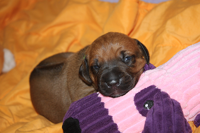 Rhodesian ridgeback puppies