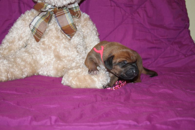 Rhodesian ridgeback puppies