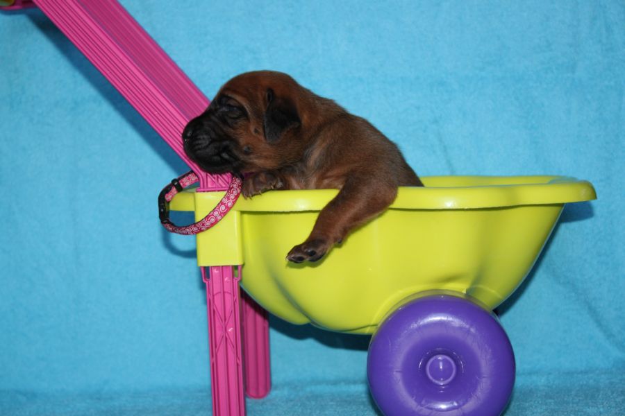 Rhodesian Ridgeback