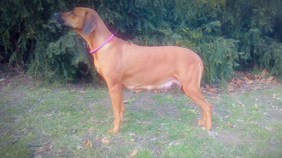 Rhodesian Ridgeback