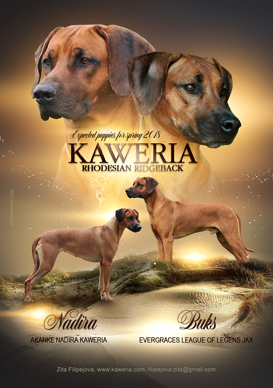Rhodesian Ridgeback
