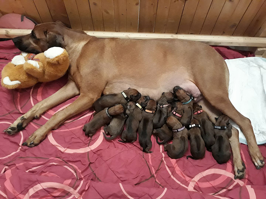 Rhodesian Ridgeback