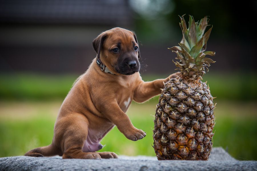 Rhodesian Ridgeback