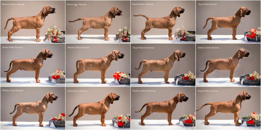 Rhodesian Ridgeback