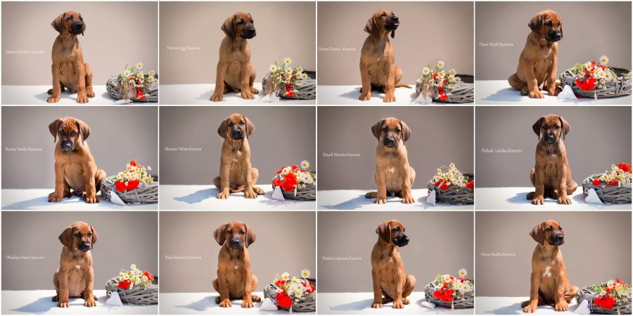 Rhodesian Ridgeback