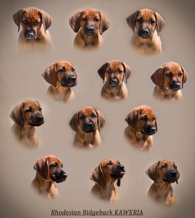 Rhodesian Ridgeback