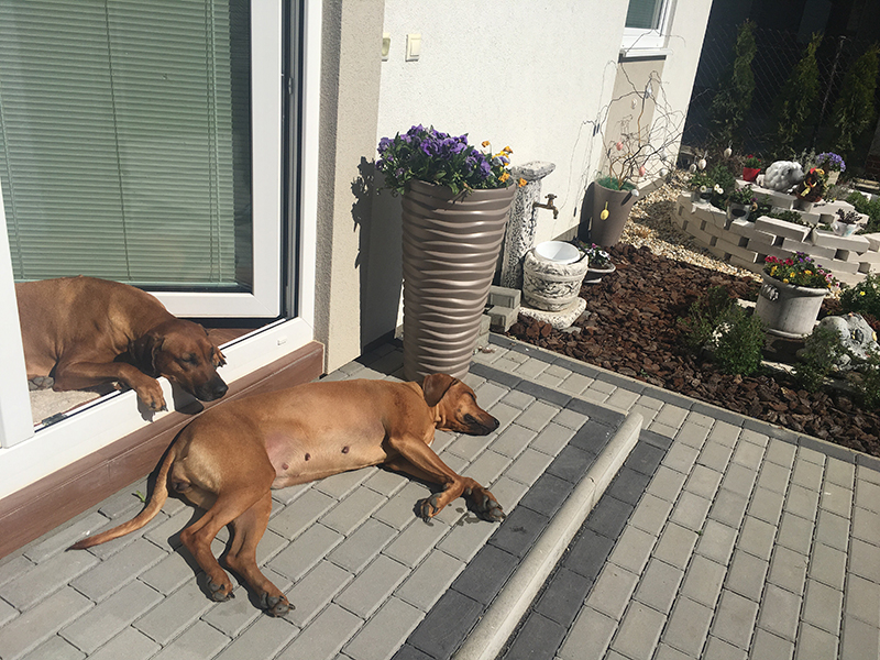 Rhodesian Ridgeback