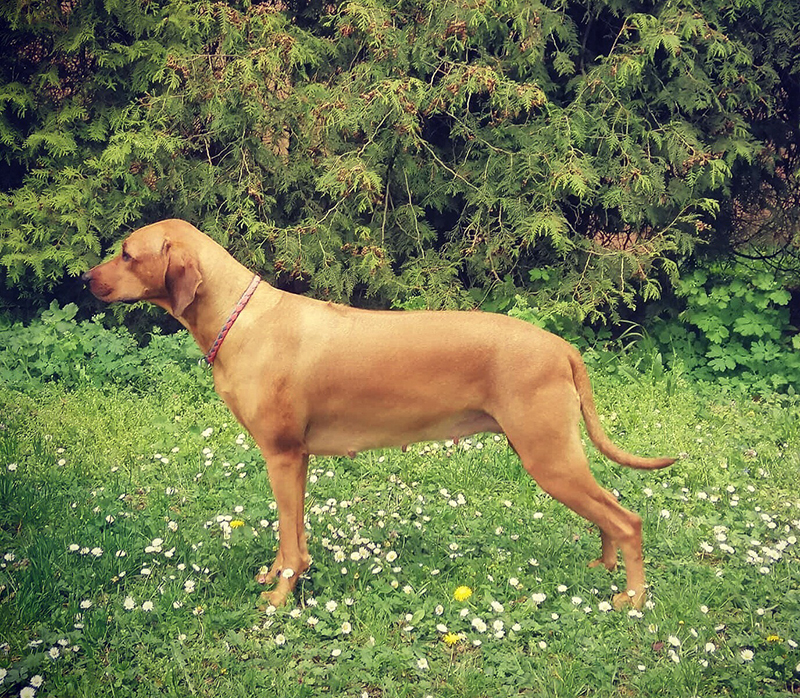 Rhodesian Ridgeback