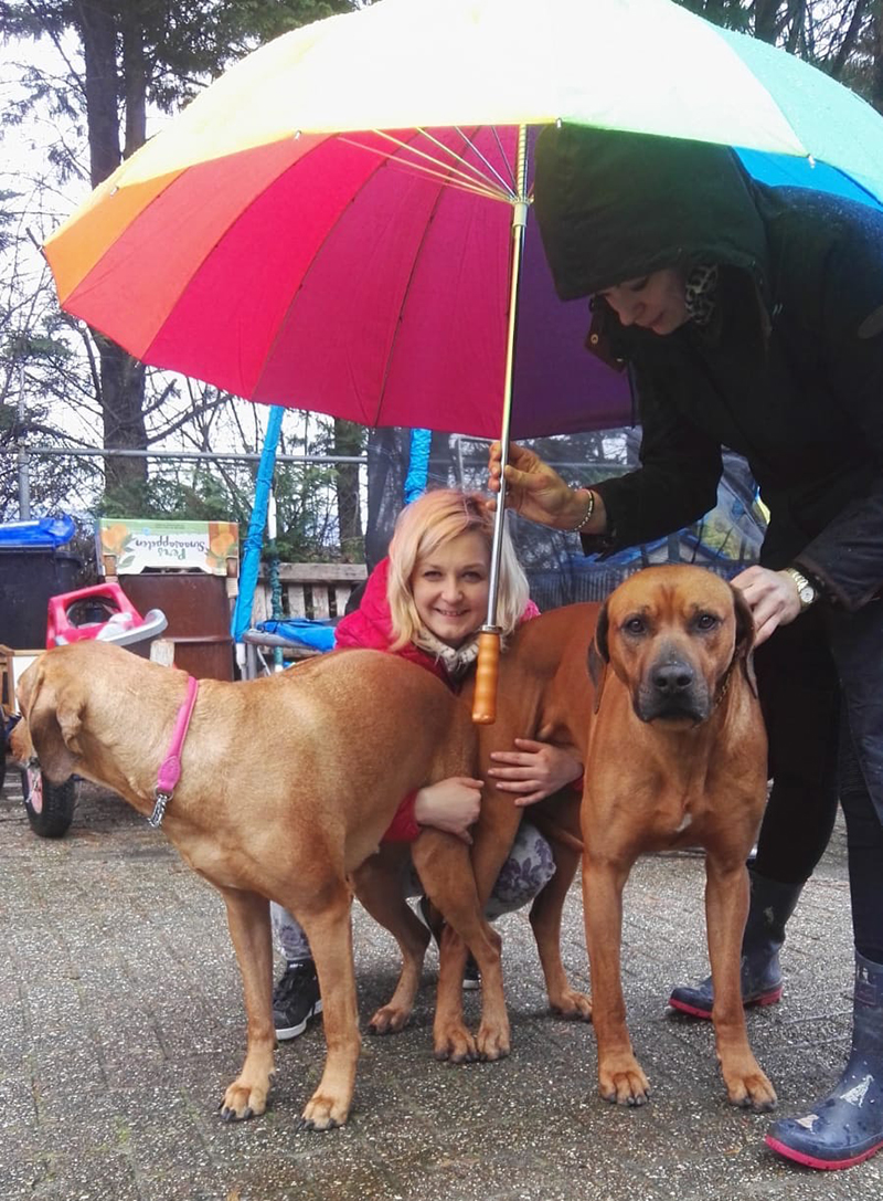 Rhodesian Ridgeback
