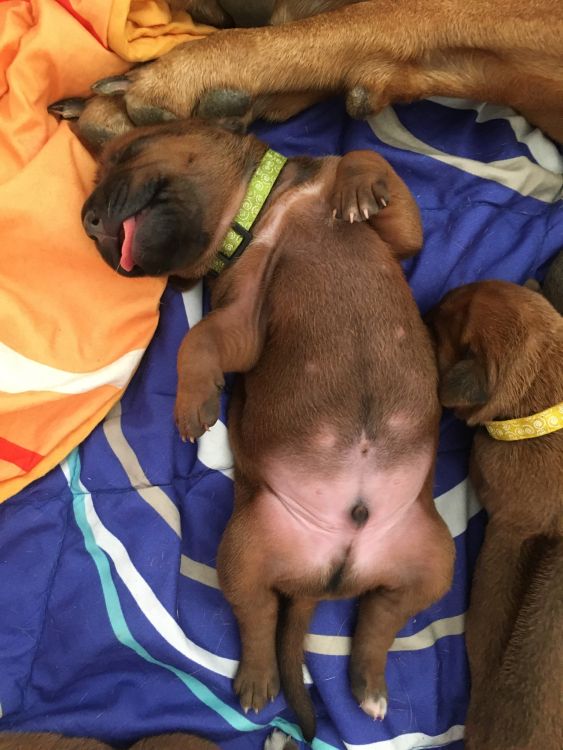 Rhodesian Ridgeback puppies