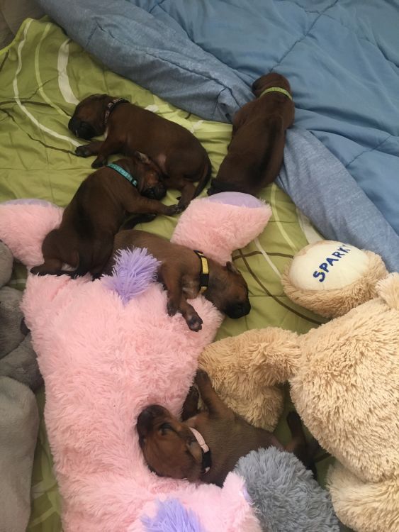 Rhodesian Ridgeback puppies