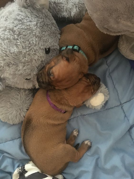 Rhodesian Ridgeback puppies