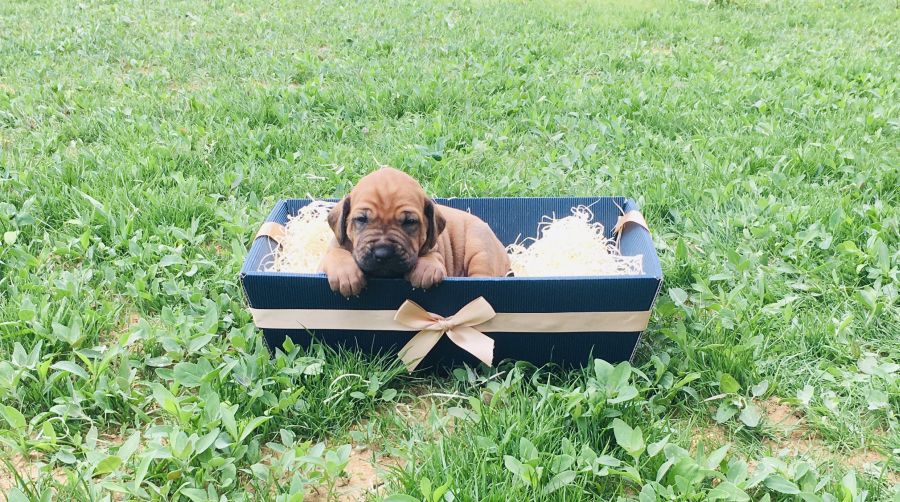 Rhodesian Ridgeback puppies