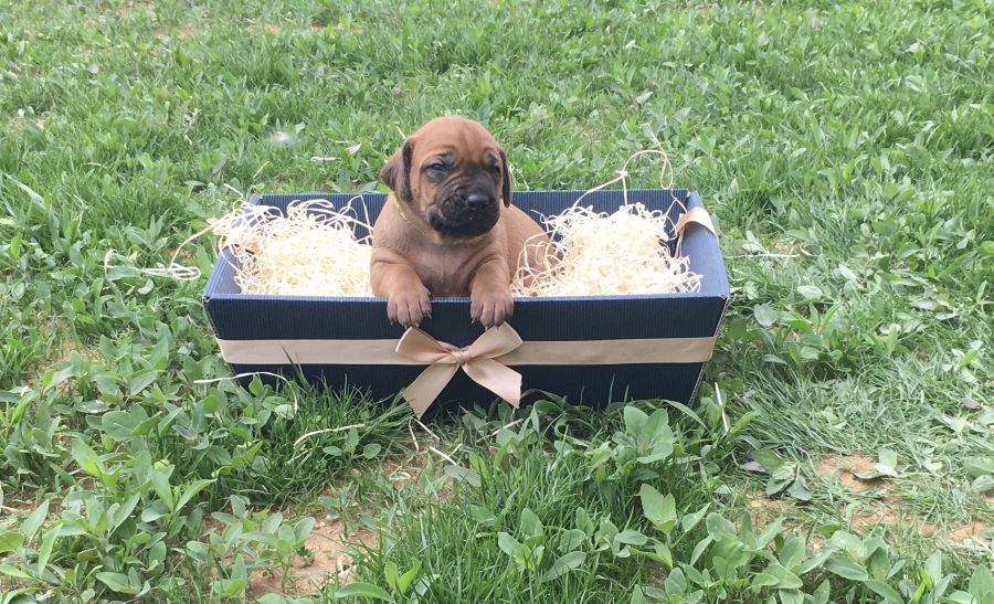 Rhodesian Ridgeback puppies