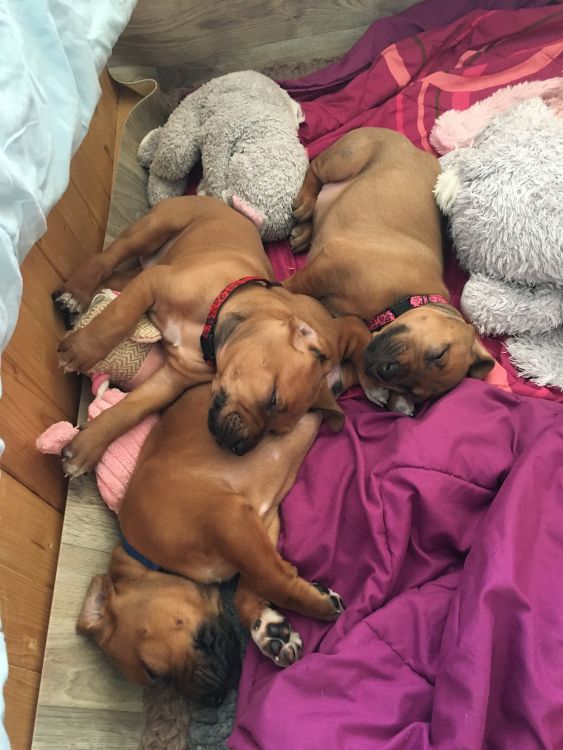 Rhodesian Ridgeback puppies