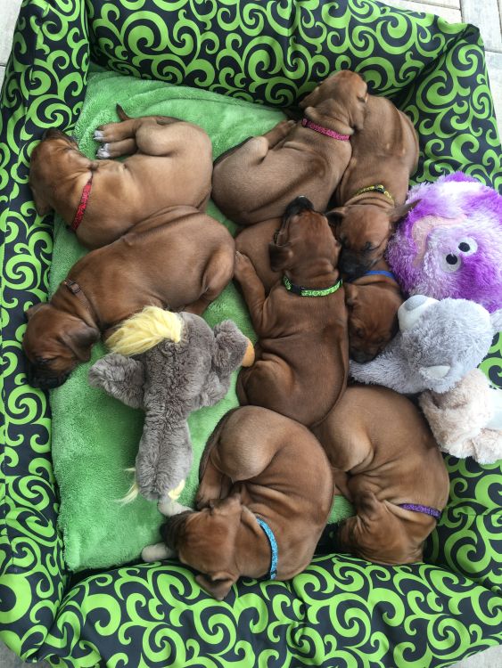 Rhodesian Ridgeback puppies
