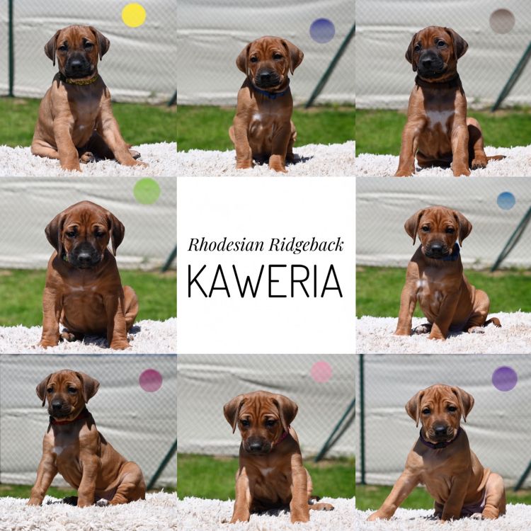 Rhodesian Ridgeback puppies