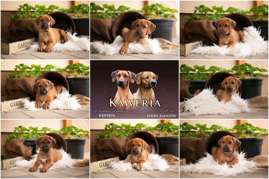 Rhodesian Ridgeback puppies