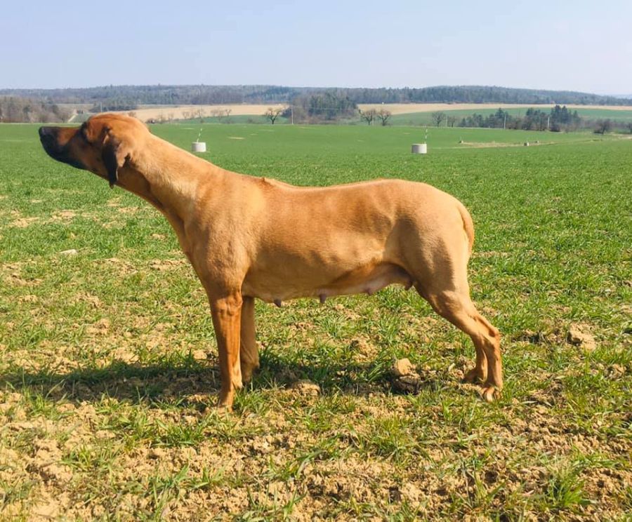 Rhodesian Ridgeback Kaweria