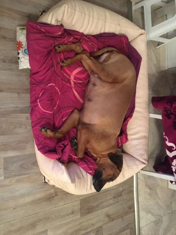 Rhodesian Ridgeback Kaweria