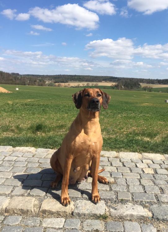 Rhodesian Ridgeback Kaweria