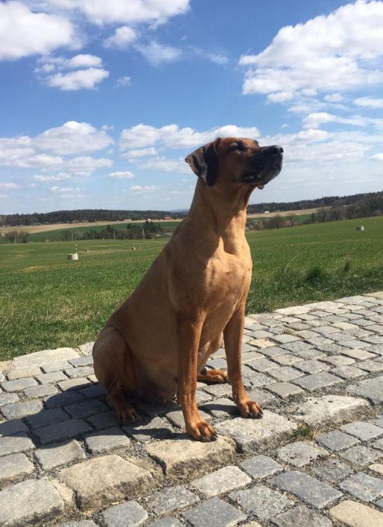 Rhodesian Ridgeback Kaweria