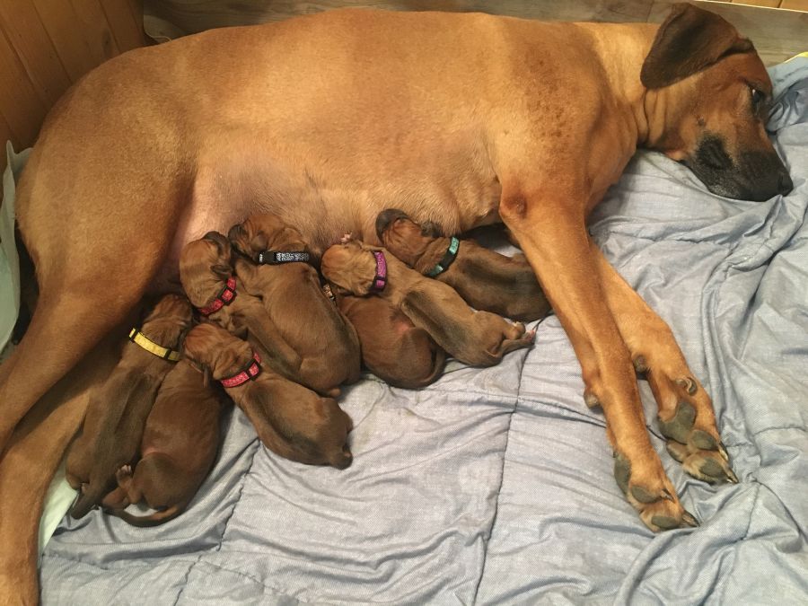 Rhodesian Ridgeback štěňata