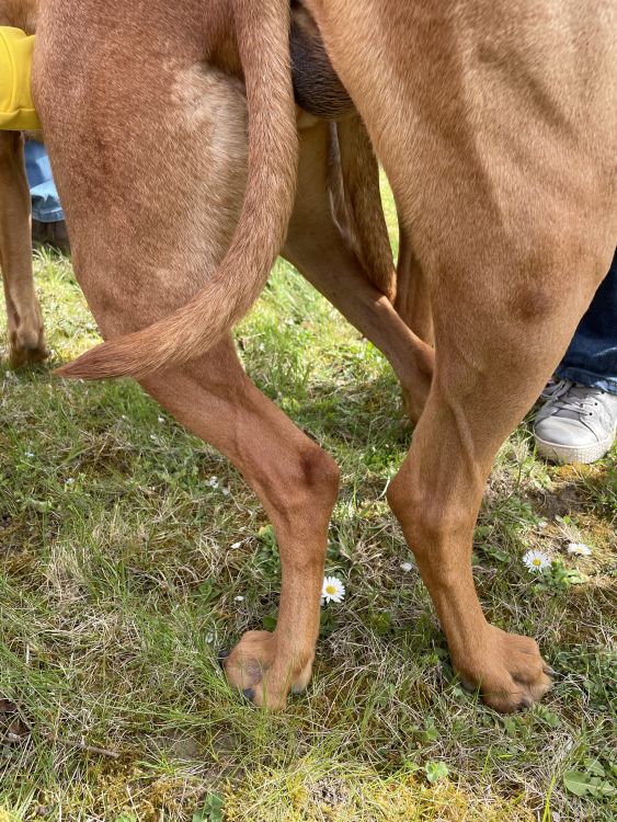 Rhodesian Ridgeback Kaweria