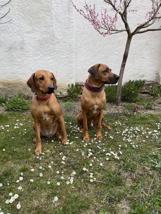 Rhodesian Ridgeback Kaweria