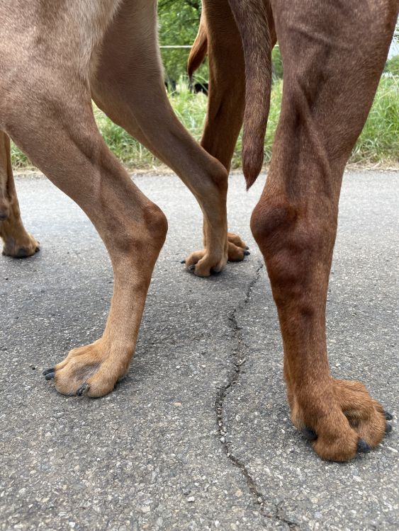 Rhodesian Ridgeback Kaweria